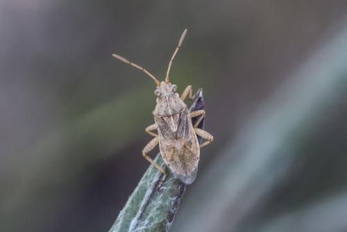 Stictopleurus sp.